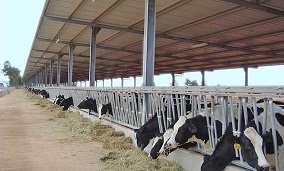 Prefabricated Steel Structure Aircraft Hangars